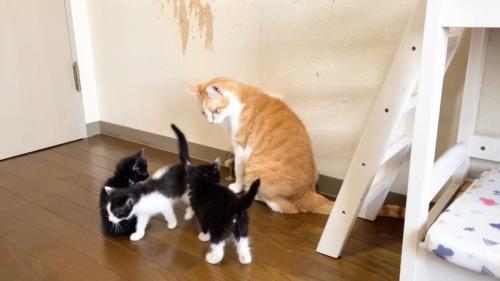 茶トラ白猫のそばに集まる子猫たち