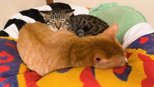 寄り添っている二匹の猫