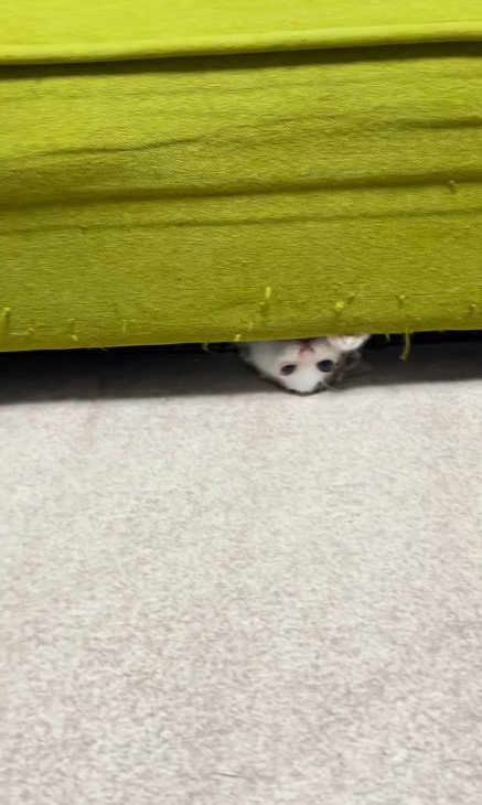 ソファの下で遊ぶ子猫