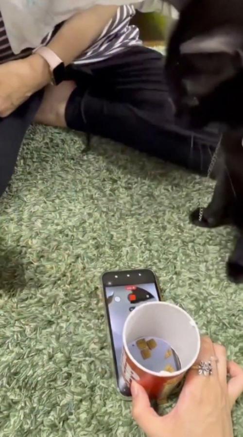 おやつから顔を背ける猫