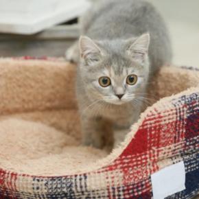 猫が同じ場所を『ぐるぐる回る』ときの理由3つ　病気の可能性から対処法まで解説