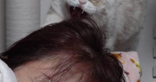 眠っている女性と猫