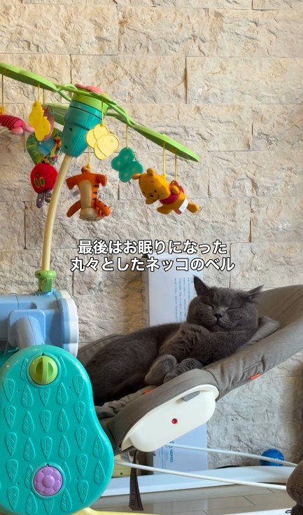 バウンサーで寝る猫