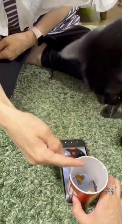 床に置いたスマホを取り囲む猫と飼い主たち