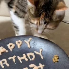 猫の誕生日に『バースデープレート』を用意した結果…涙が止まらない『予想外の光景』が90万再生「情報量多いｗｗ」「A忘れたからかな」