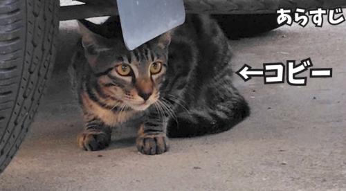 外にいる野良猫