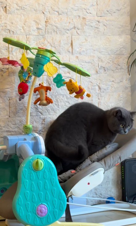 バウンサーに乗る猫