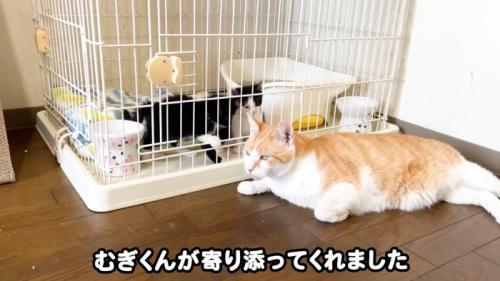 横になる茶トラ白猫とケージ内の子猫たち