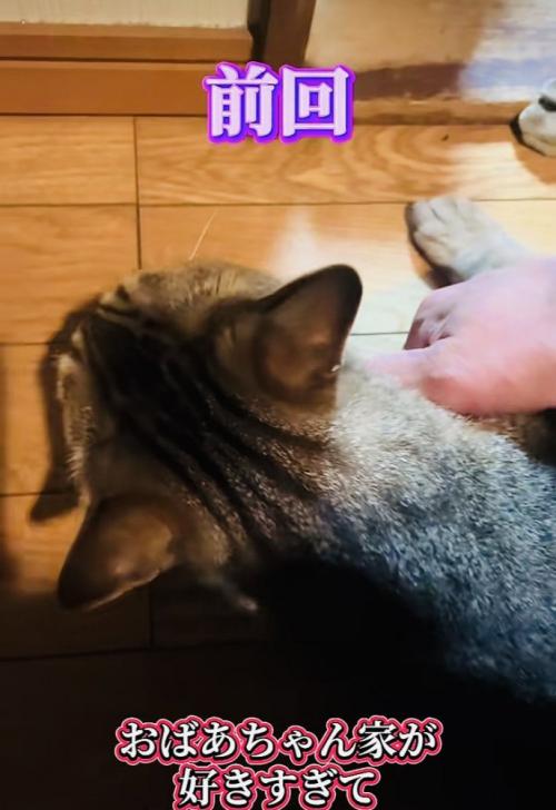 パパさんに抱っこされるのを拒否するキジトラ猫