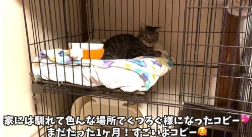 ケージの中にいる猫