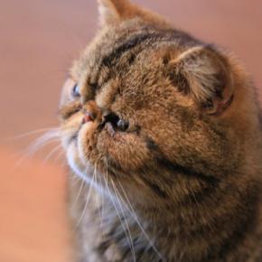 『丸っとしたフォルム』が魅力的な猫種7選　それぞれの特徴や飼育のコツもご紹介