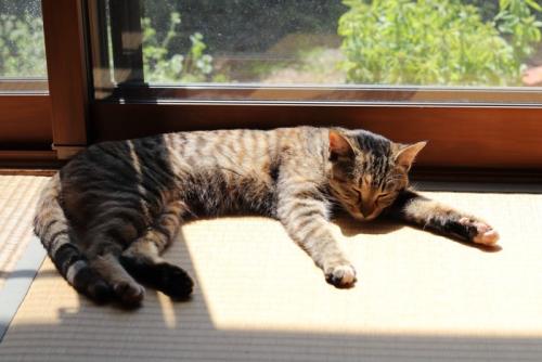 畳でひなたぼっこする猫
