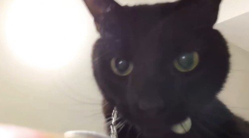 スマホのレンズを見つめる猫