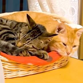 不安げな様子の保護猫→先住猫が代わるがわるに寄り添ってくれて…想像以上に『心あたたまる光景』に「感動」「協力的で優しいね」と反響の声