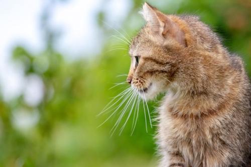 上のヒゲと下のヒゲを集中させる猫