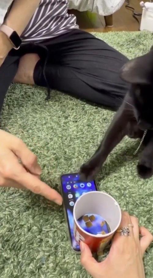 スマホをタップして、カメラアプリを消す猫