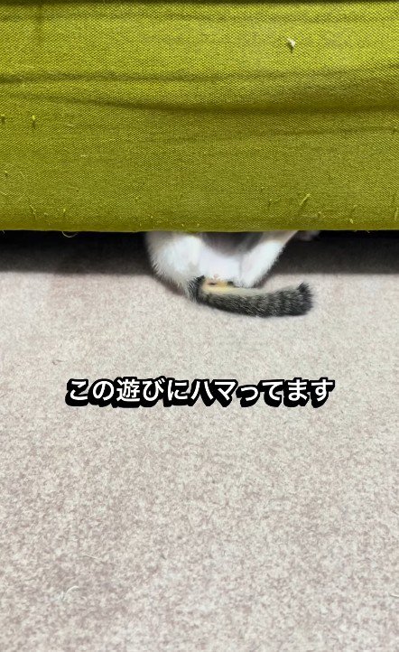 ソファの下で遊ぶ子猫