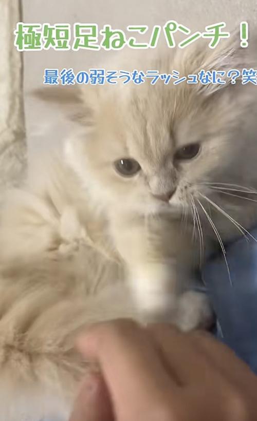 「超短足ねこパンチ!」のテロップ写真1