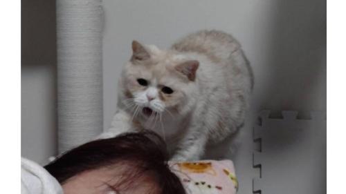 眠っている女性と猫