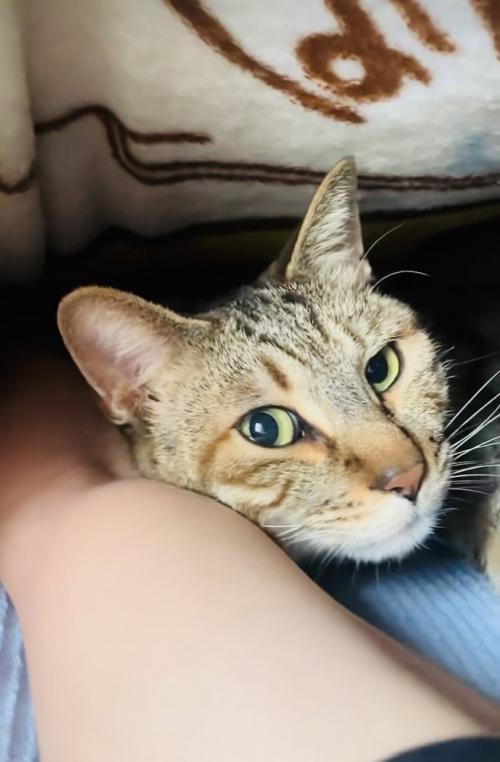 寝起きのキジトラ猫