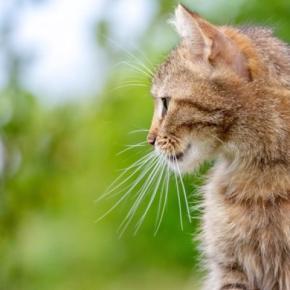 猫の『眉毛』が持つ大事な役割5つ　知られざる重要性や抜けた場合の影響まで