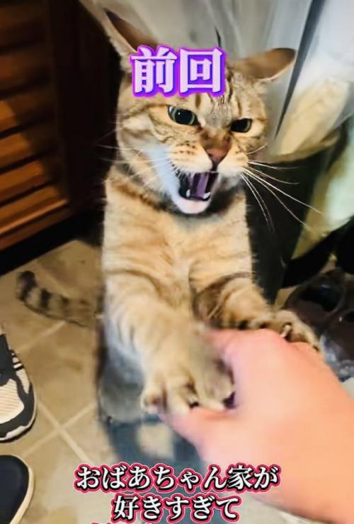 パパさんに猫パンチするキジトラ猫