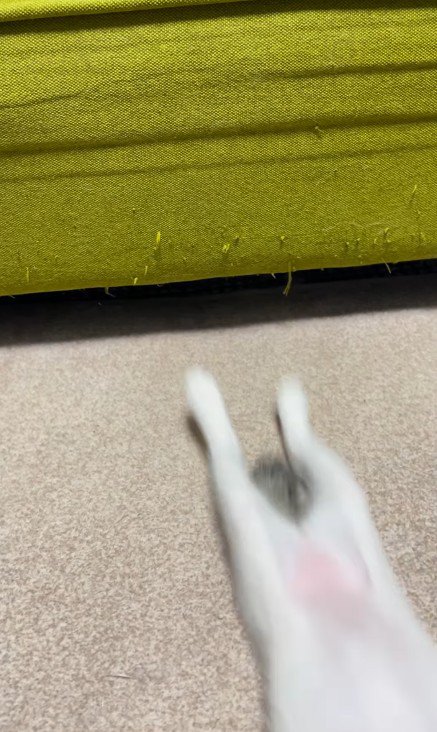 ソファの下で遊ぶ子猫