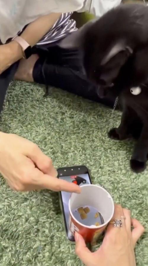 おやつを指す指を見つめる猫
