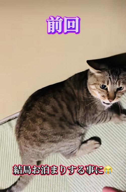 帰宅を拒否するキジトラ猫