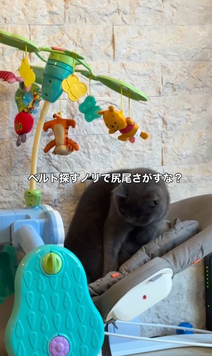 バウンサーに乗っている猫