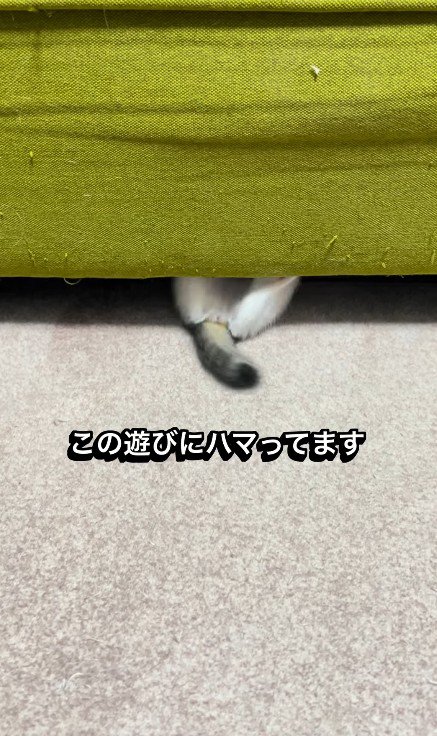 ソファの下で遊ぶ子猫