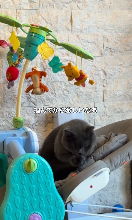 バウンサーに乗っている猫