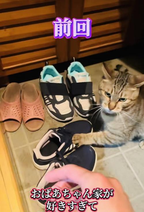 帰宅を拒否するキジトラ猫
