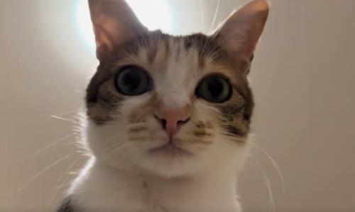 天井を背景にした猫の顔アップ
