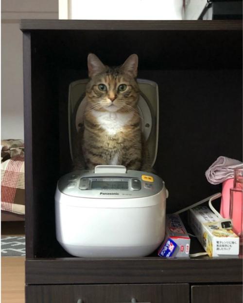 炊飯器の中から猫の上半身が見えている