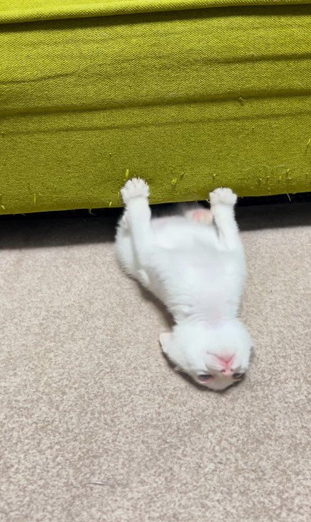 ソファの下で遊ぶ子猫