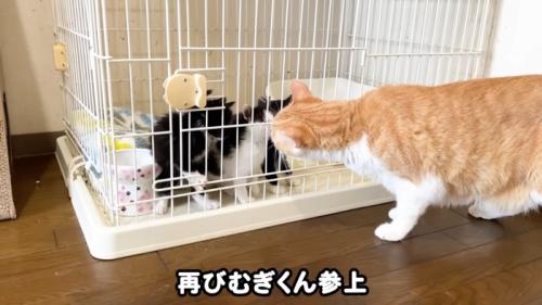 ケージ前にいる茶トラ白猫と子猫たち