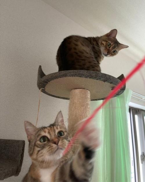猫じゃらしで遊ぶ2匹の猫