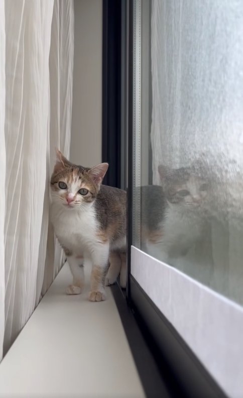 窓とカーテンの間に立っている子猫
