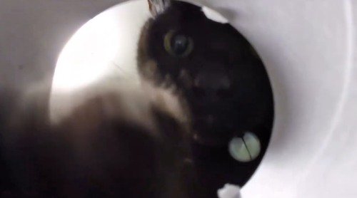 前足で筒を倒す猫