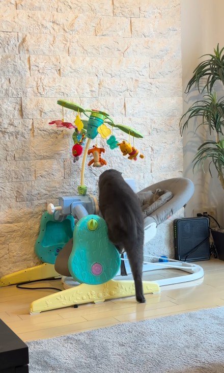 バウンサーに乗り込む猫
