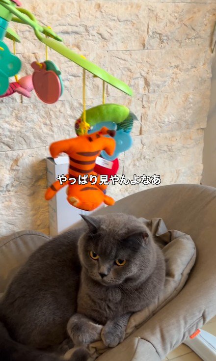 バウンサーに乗っている猫