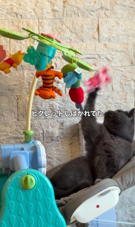 メリーで遊ぶ猫