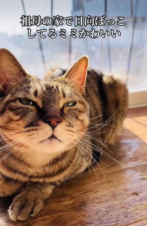 日向ぼっこするキジトラ猫