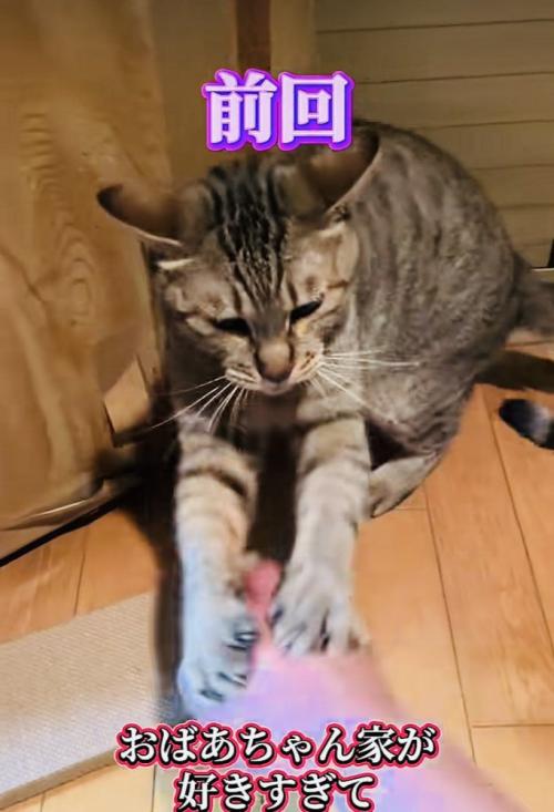 パパさんに猫パンチするキジトラ猫