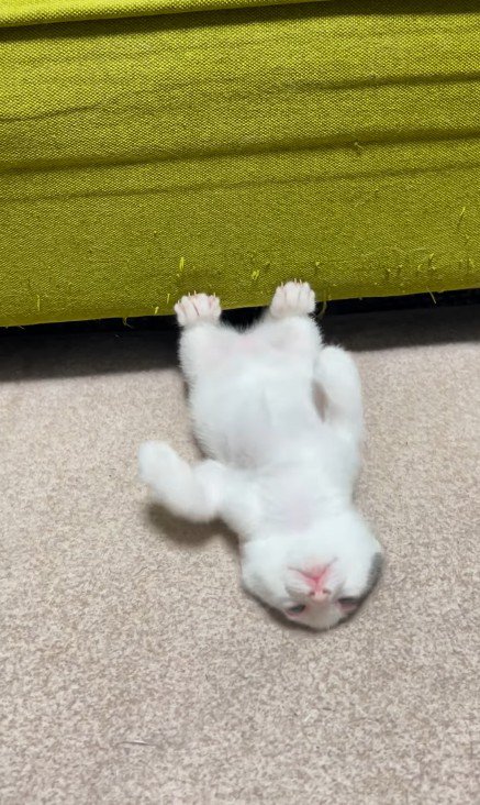 ソファの下で遊ぶ子猫