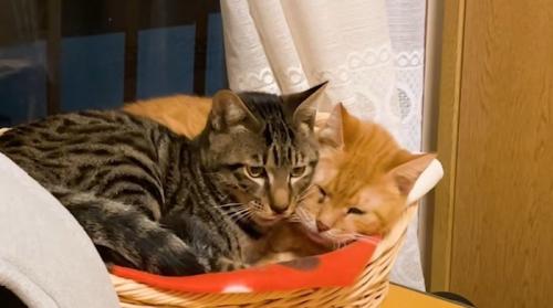 寄り添っている二匹の猫