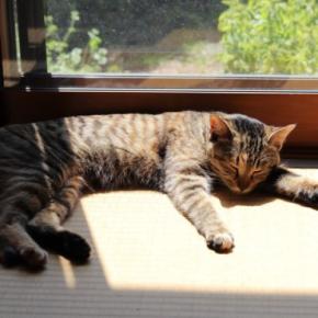 猫の習性から『和室』を守る方法5選　畳や障子を好む理由や清潔をキープするコツ