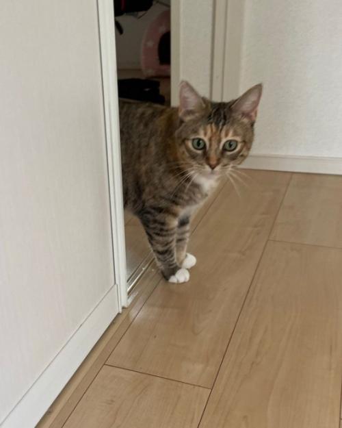 ひょっこり現れる猫