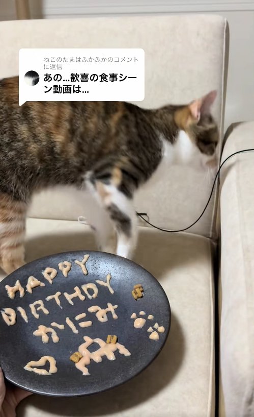 お皿の奥で画面向かって右側に顔を向けている猫